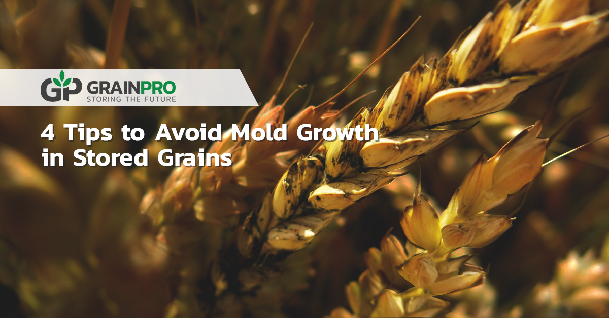 4 Tips to Avoid Mold Growth in Stored Grains